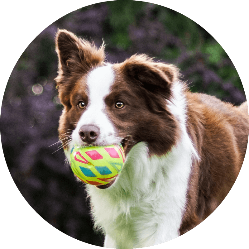Foto de um bodder collie com uma bolinha na boca chamado dede.